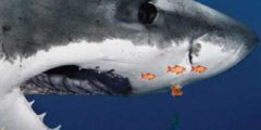 صوره خلفية القرش المتحرك لأجهزة الاندرويد والسامسونج